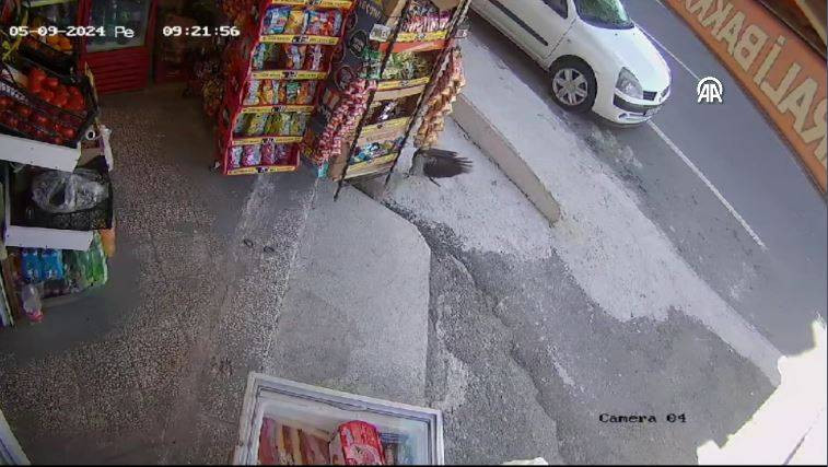 Bakkaldan cips çalan karga suçüstü yakalandı! Etrafı kolaçan etti paketi alıp kaçtı - Resim: 24